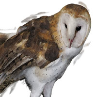 Barn Owl